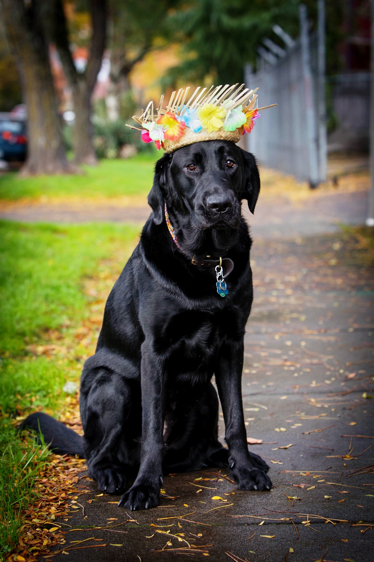 Black dog enjoying a quiet moment outdoors