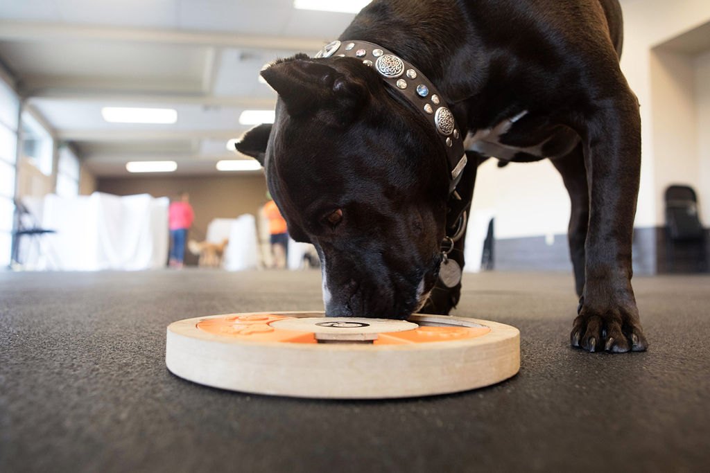 Dog exploring a training enrichment toy
