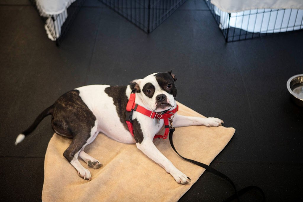 Dog settling on a mat in its training space