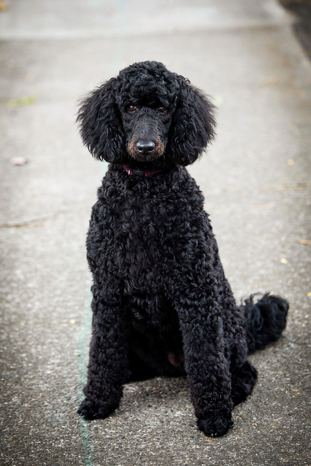 Maeve, Erin’s dog, looking toward the camera