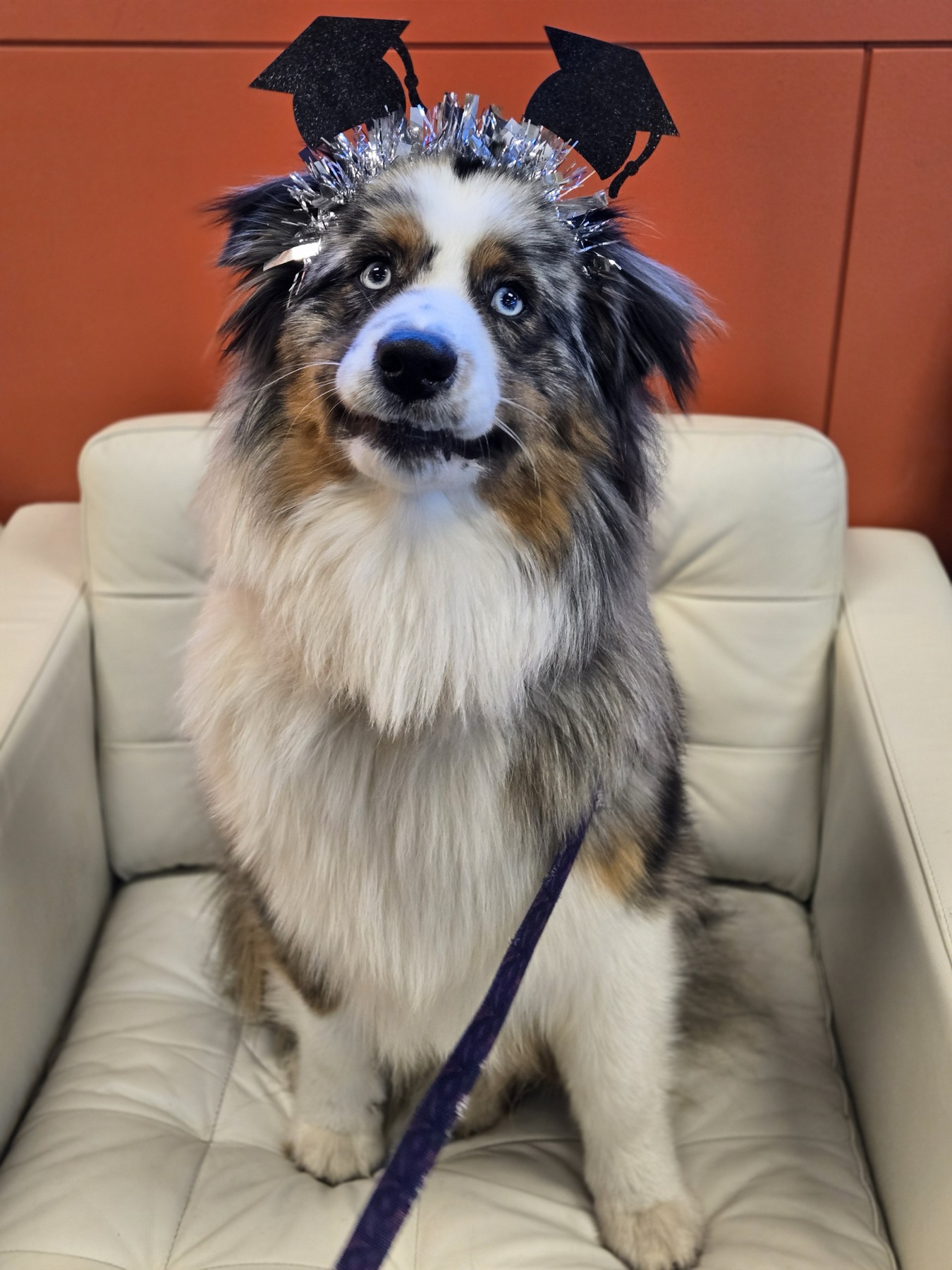 Australian shepherd wearing a graduation headband at Training Spot