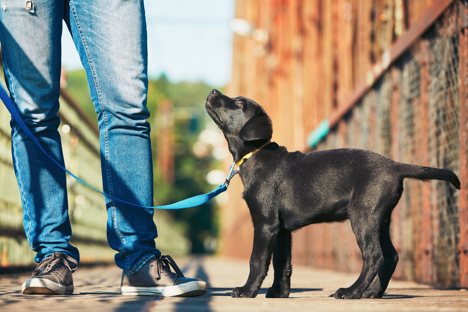 Young black dog focusing on a person during an outdoor walk