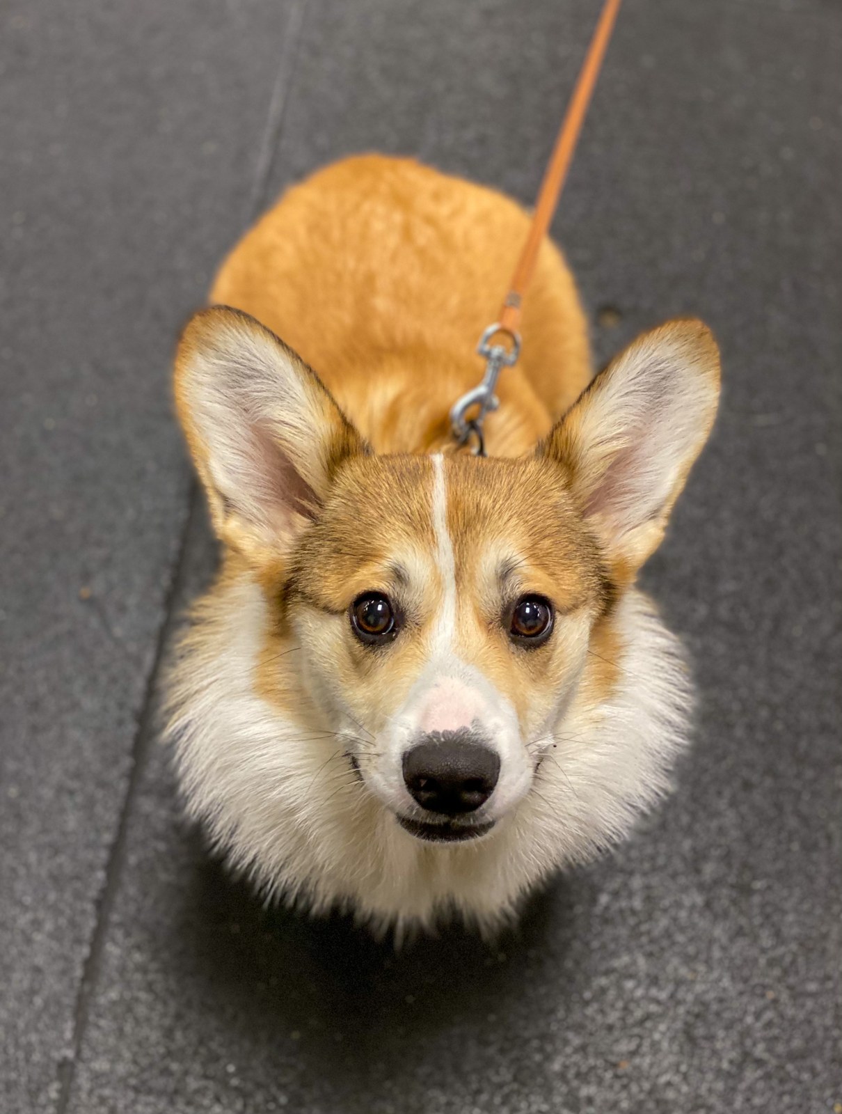 Corgi looking up attentively at Training Spot
