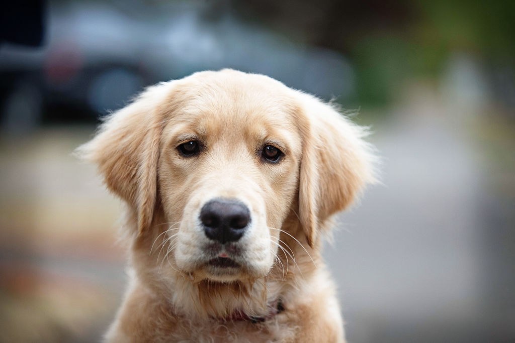Golden retriever puppy looking toward the camera