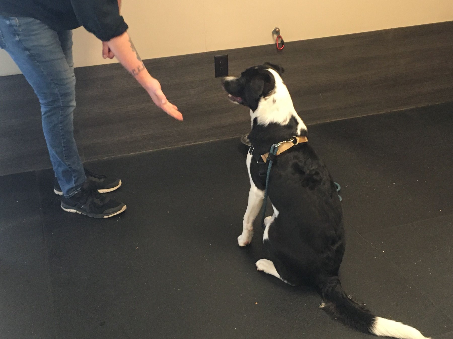 Dog practicing focus with a person in class