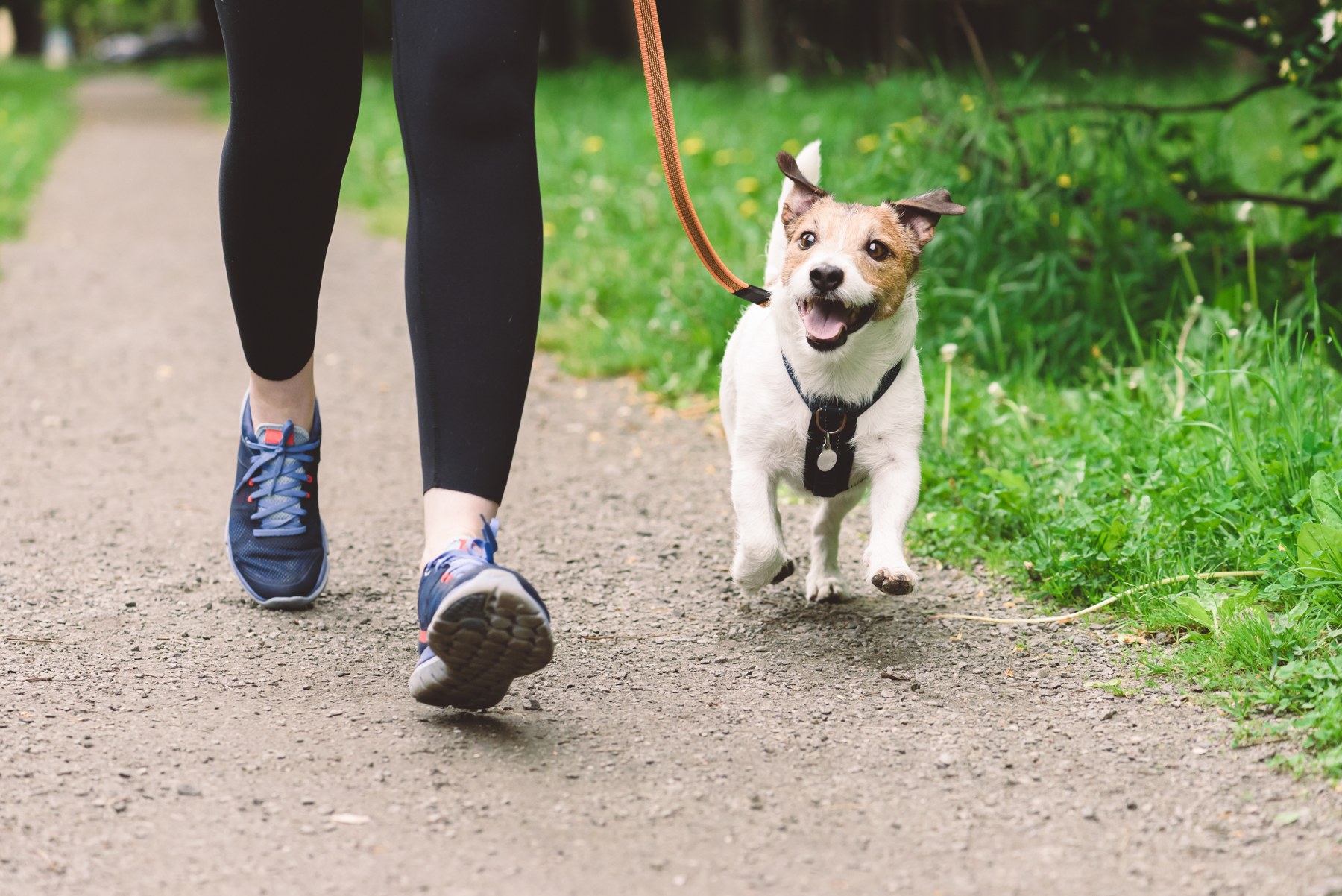 Terrier walking outdoors with their person